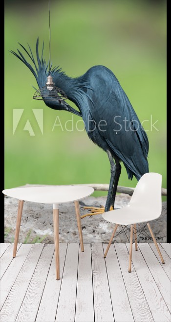 Picture of Black Heron Egretta ardesiaca bent over for preening